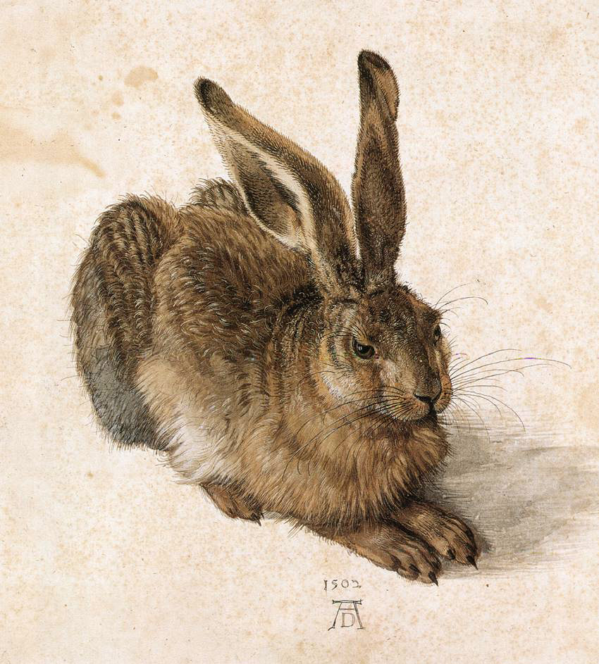 Albrecht Dürer, Young Hare, 1502