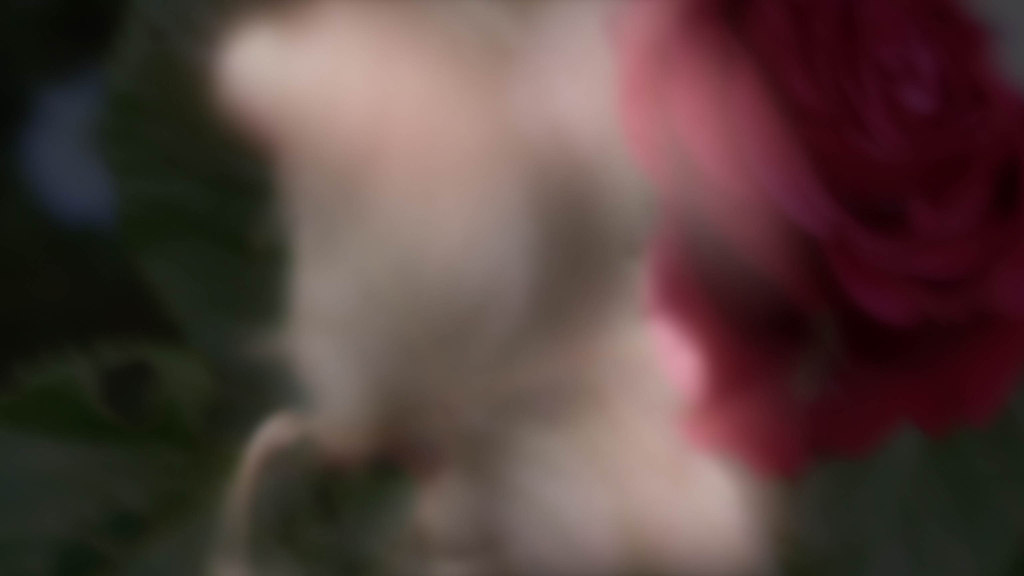 Animomento 3 HD (00164)