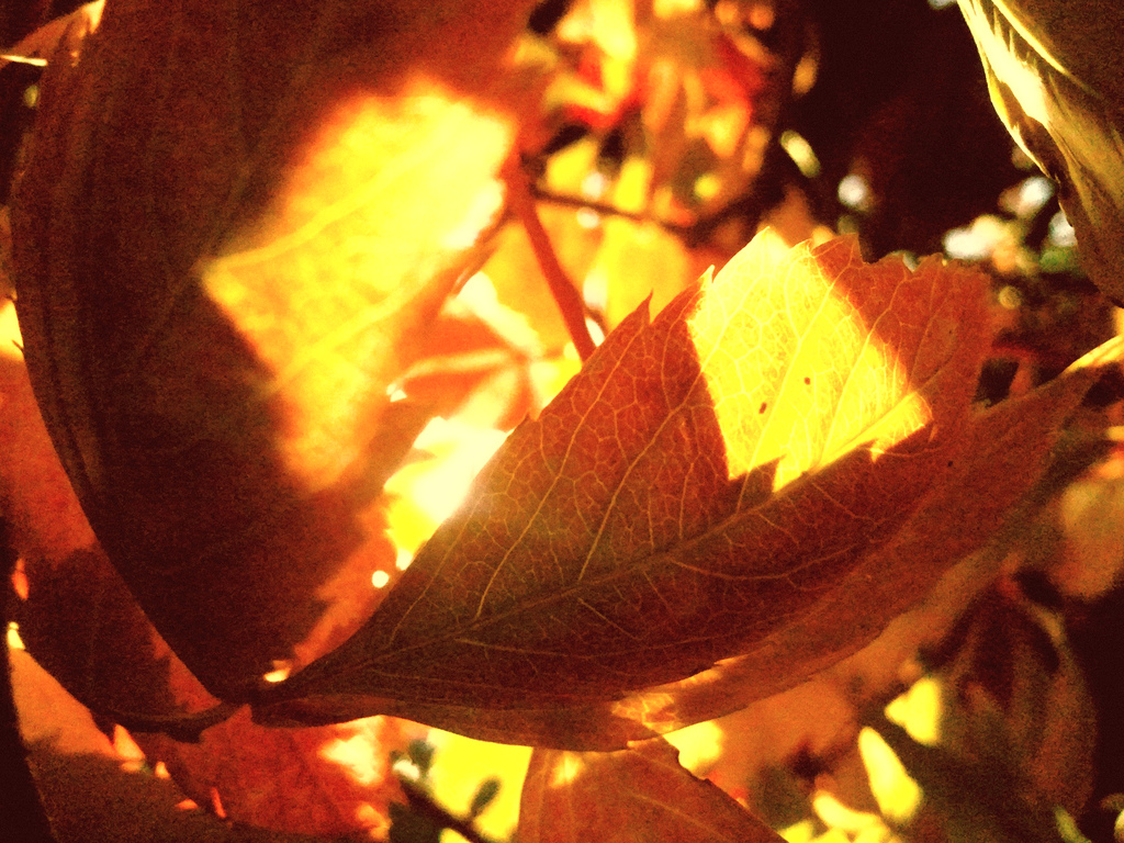 My Autumns Done Come