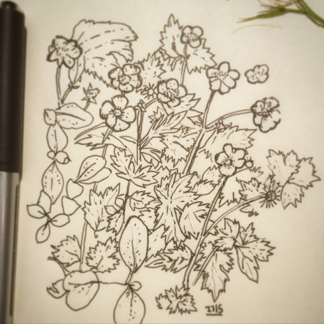 83/365 Week off art. Drawing the bed before the weeding. Buttercups and honeysuckle. I am officially in 3rd gear. Straight to Uni-ball micro. 30 mins. Notebook: Ethel.