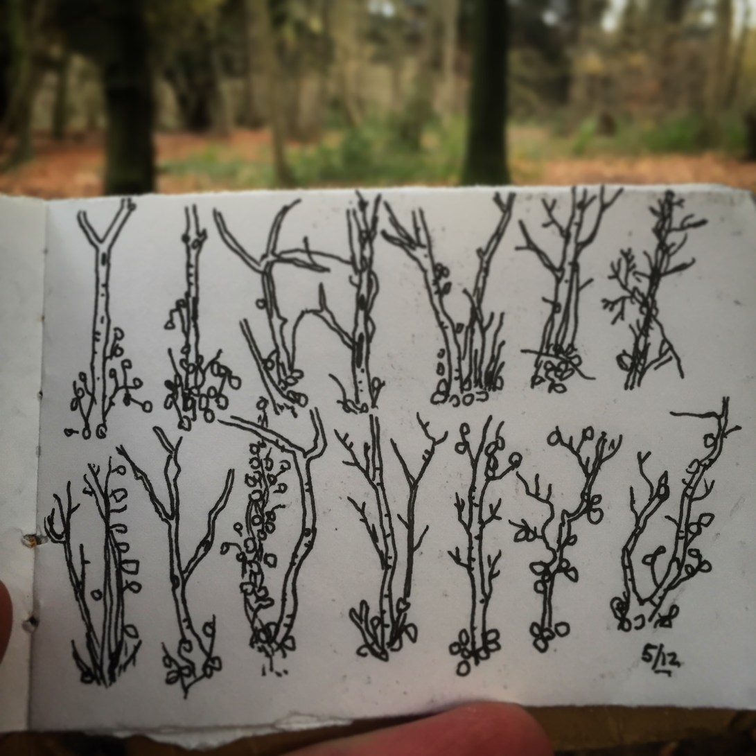 123/365 Saplings in Leigh Woods. About 10 mins all in. Notebook: Artemis. Uniball micro.